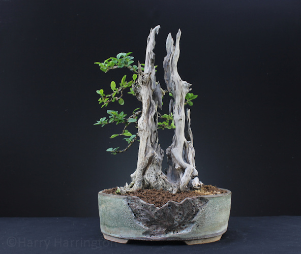 Privet bonsai